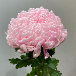 ZaraFlowers