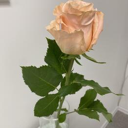Solo Fiore
