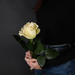 SIRIUS_FLOWERS