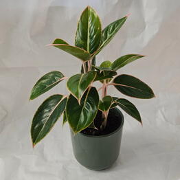 MIXPLANTS SPb