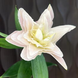 OCR FLOWERS