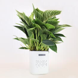 FloraManiya
