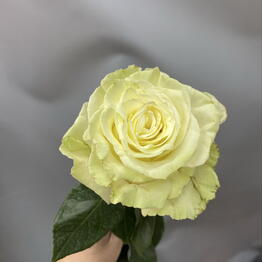 S/T FLOWER