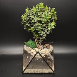 Succulenteria