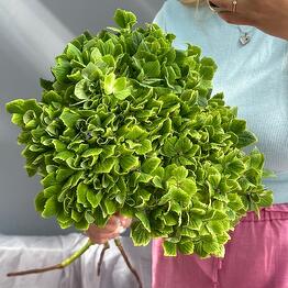 MIDORI