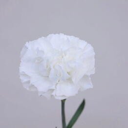Flower Power