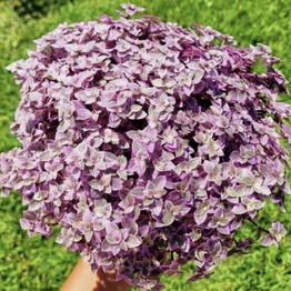 KingFlorik