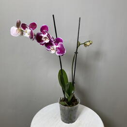 Floroom