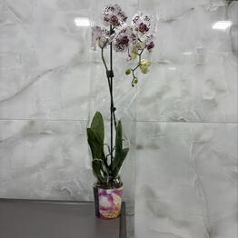 Lilac Flowers