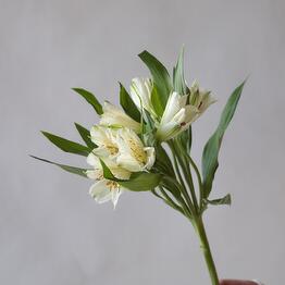 Alstroemeria is white