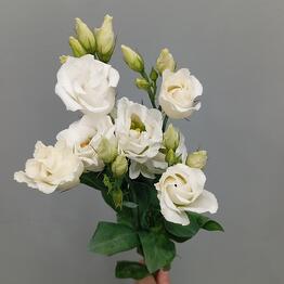 Экзотика Flowers