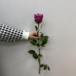 Floral Rose