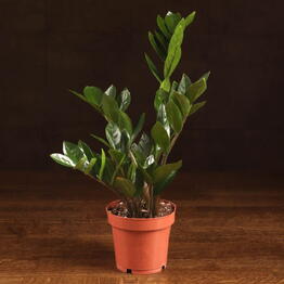 LuxuryPlants