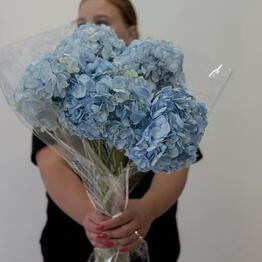BLOOM ROOM OPT