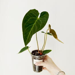 Leaf to live