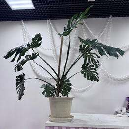 kitiflowers