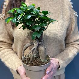 Ficus Ginseng