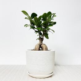 Pro Ficus