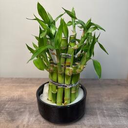 MisunFlora