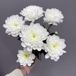 AMFlowers