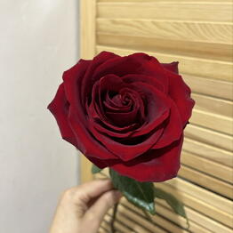 RAYYAN FLOWERS
