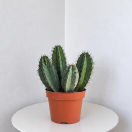 Pilea 