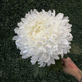Vero flower shop