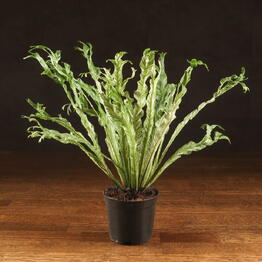LuxuryPlants