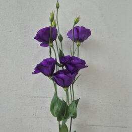 Lotus Flowers and Gifts