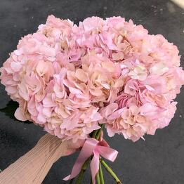 Pon Pon Flowers