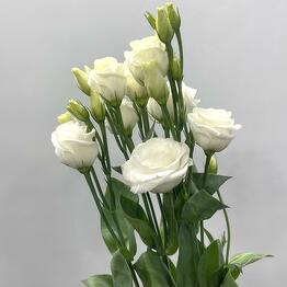 Yani Bouquet