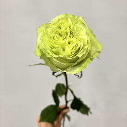 Jasmine flower shop 
