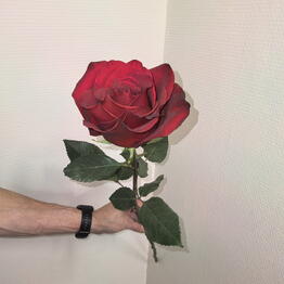 Rose lux