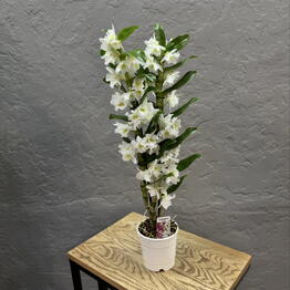 MAGNOLIYa