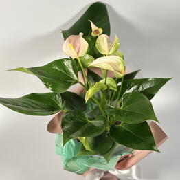 Plan Plants