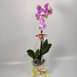 Plan Plants