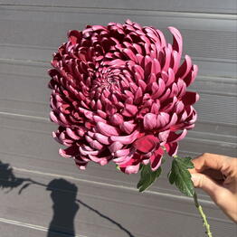 Vero flower shop
