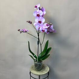 Студия Цветов Protea 