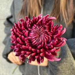 MORE flowers