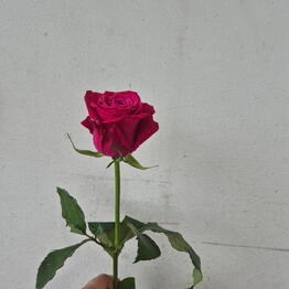 Lotus Flowers and Gifts