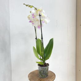 Hermosa flowers