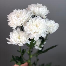FloraMarket