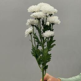 Яни Букет