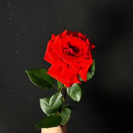 Flowly
