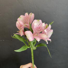 Samflowers