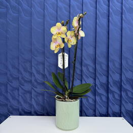 SUNFLOR