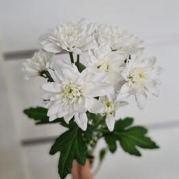 Галерея Цветов
