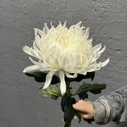 Lovers of Flowers