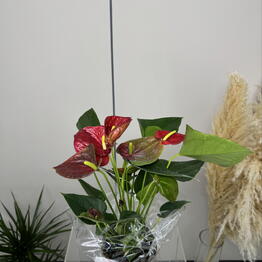 Amsterdam flowers Astana