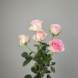 FLOflowers x Зюзино